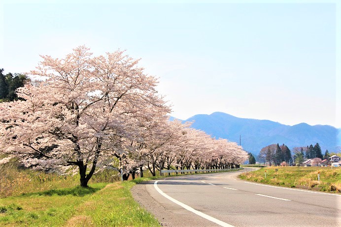 桜スポット